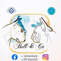 Bull terrier miniatura