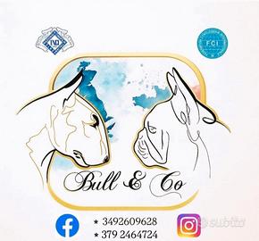 Bull terrier miniatura