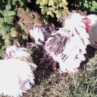 Galline di razza moroseta e cocincina