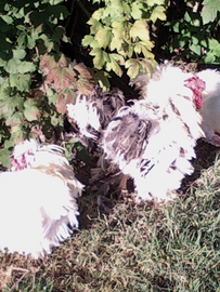 Galline di razza moroseta e cocincina