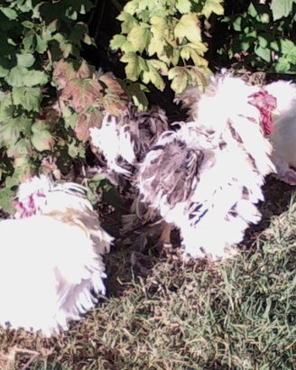 Galline di razza moroseta e cocincina
