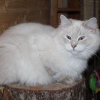Ragdoll Cuccioli con pedigree