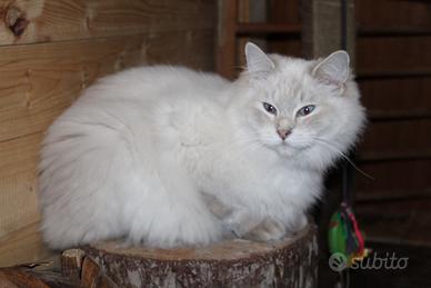 Ragdoll Cuccioli con pedigree