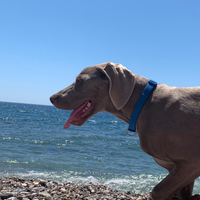 Weimaraner maschio disponibile per monta