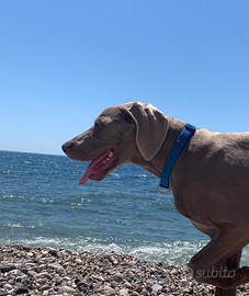 Weimaraner maschio disponibile per monta