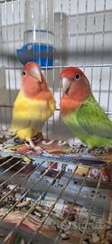 Inseparabili