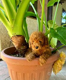 Cuccioli Barboncino Toy rosso