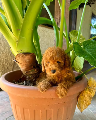 Cuccioli Barboncino Toy rosso