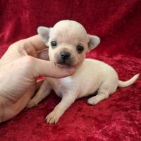 Dolcissimi chihuahua pedigree enci