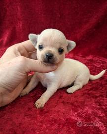 Dolcissimi chihuahua pedigree enci