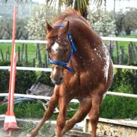 Cavallo