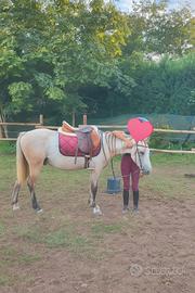 Cavalli in fida vicino a Milano