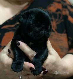 Cuccioli di carlino con pedigree