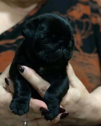 Cuccioli di carlino con pedigree