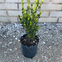 piante da bordatura e siepe