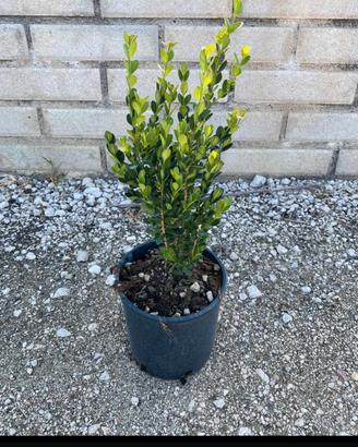 piante da bordatura e siepe