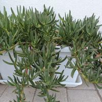 Pianta succulenta - Carpobrotus