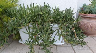 Pianta succulenta - Carpobrotus