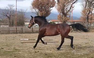 Cavallo