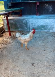 Gallo