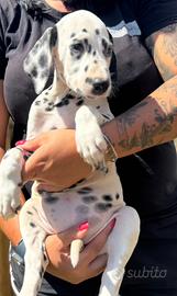 Cucciola dalmata pedigree