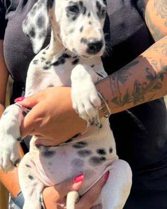 Cucciola dalmata pedigree