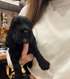 Ultima cucciola di cocker spaniel inglese