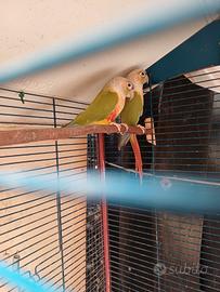 Coppia pyrrhura