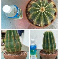 Caudex cactus pianta fiore lotto