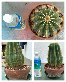 Caudex cactus pianta fiore lotto