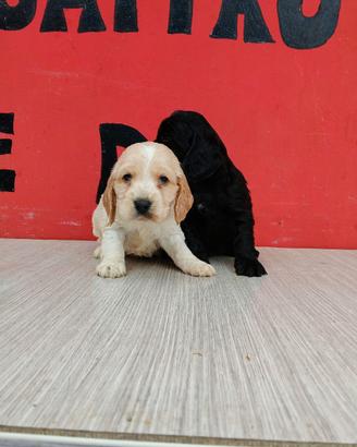 Cocker spaniel inglese