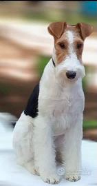 Fox Terrier Wire