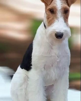 Fox Terrier Wire
