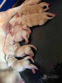 Cuccioli Labrador biondi con pedigree