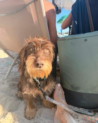 Cucciolo bassotto