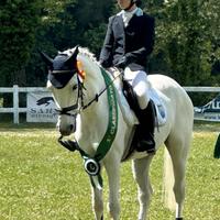 Pony dressage e brevetto