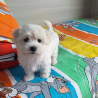 Maltese toy, cuccioli, maschio è femmina
