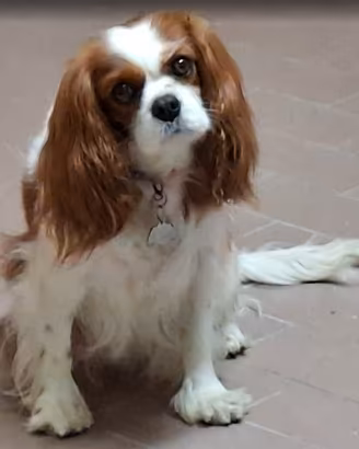 Animali