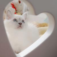 Cuccioli Sacro di Birmania