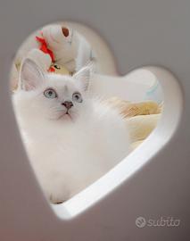 Cuccioli Sacro di Birmania