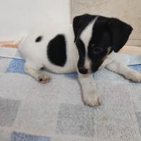 Cuccioli di jack russell con pedigree enci