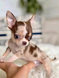 CHIHUAHUA TOY CUCCIOLI DISPONIBILI pag rateale