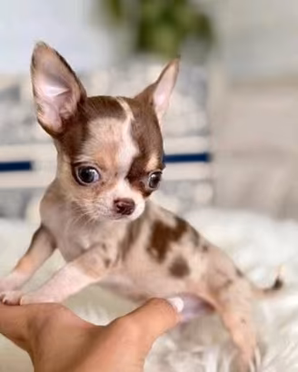 CHIHUAHUA TOY CUCCIOLI DISPONIBILI pag rateale