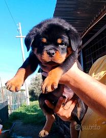 Cuccioli rottweiler pedigree