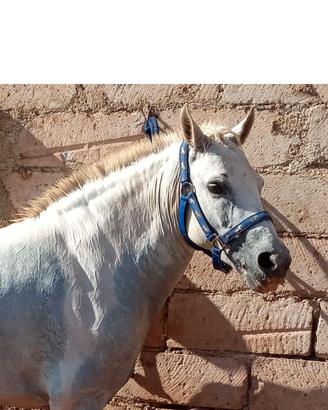 Permuto con cavalla A.A salto
