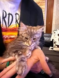 Gatto maine Coon 