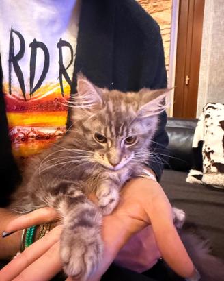 Gatto maine Coon 