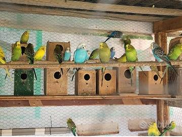 Pappagallini cocorite