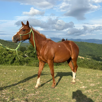 Puledro Paint Arezzo Sacred Land Remuda