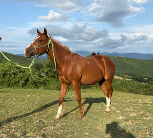 Puledro Paint Arezzo Sacred Land Remuda